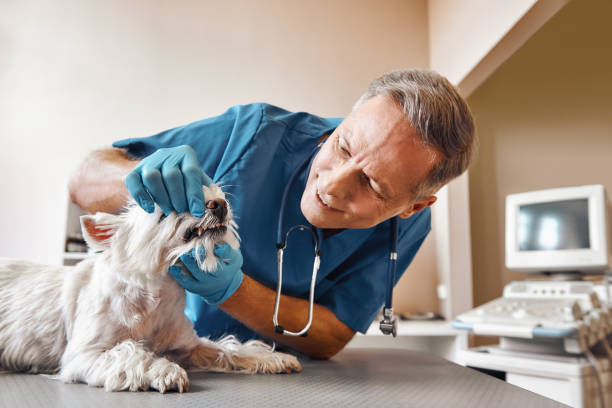Best Emergency Tooth Extraction in Clarion, PA